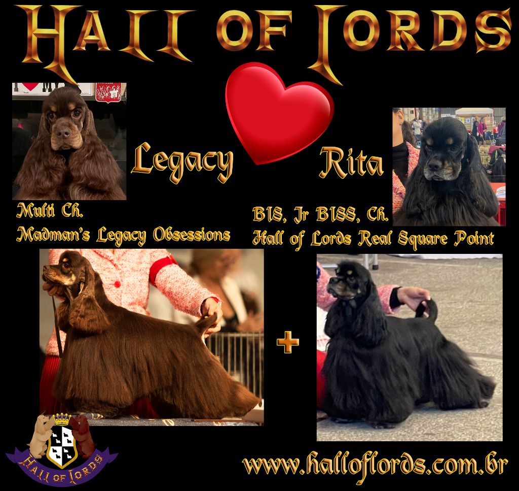 chiot American Cocker Spaniel Hall Of Lords