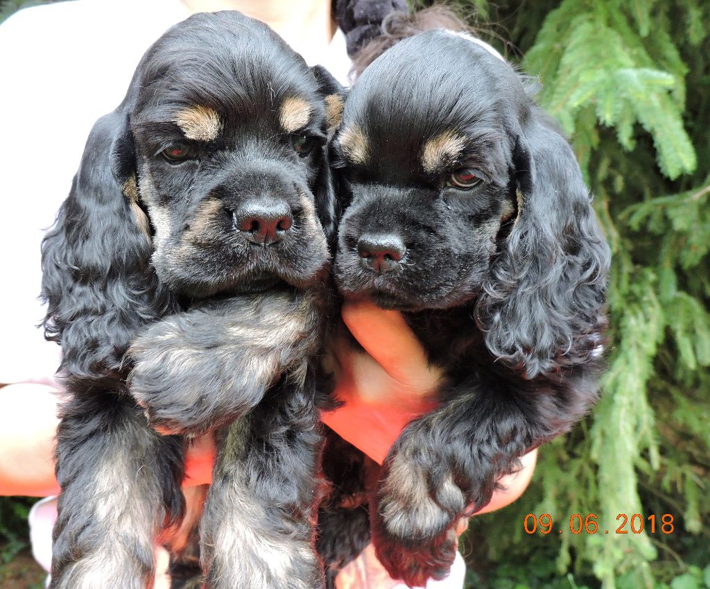 Hall Of Lords - Beaux Chiots Disponibles !