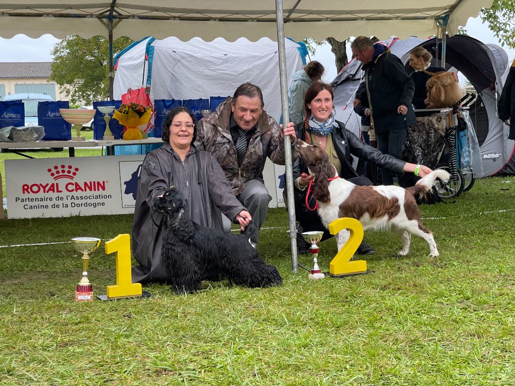 Hall Of Lords - Hall of Lords Real Square Point gane Best Spaniel Junior in Show!