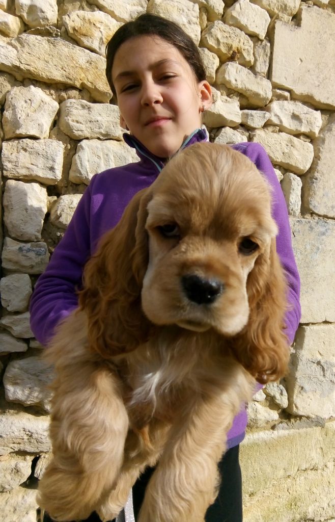 Hall Of Lords - Chiot disponible  - American Cocker Spaniel