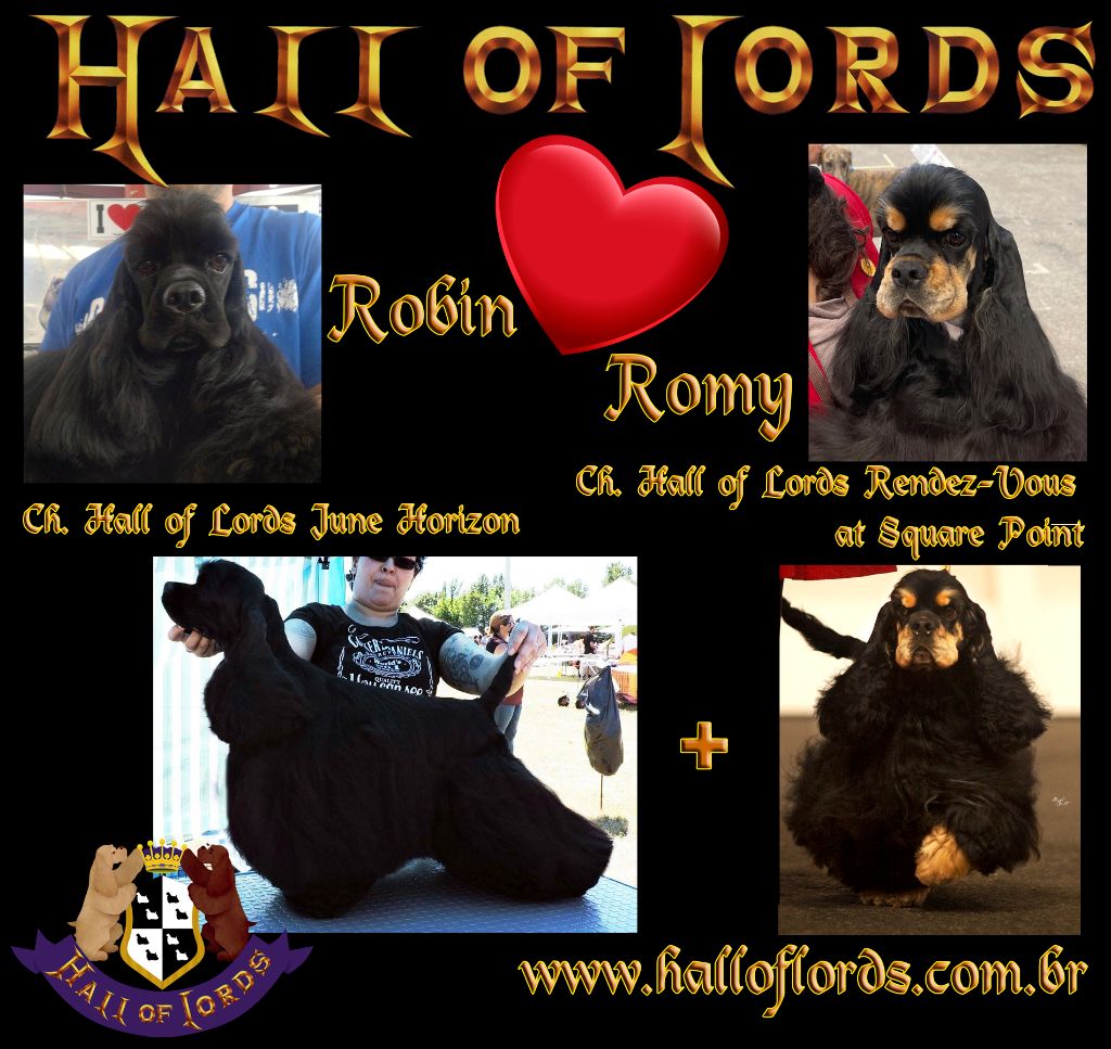 chiot American Cocker Spaniel Hall Of Lords