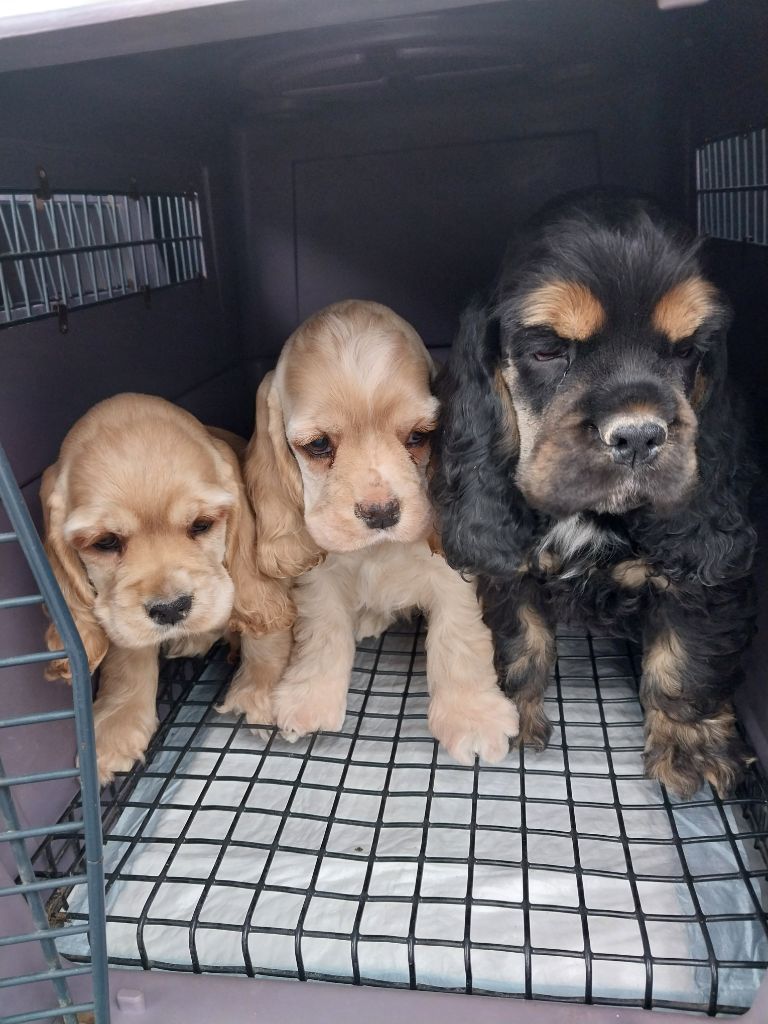 La Première Visite chez le Véto