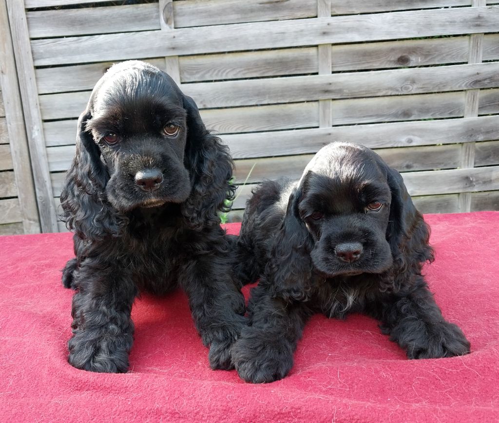 Les chiots de Robin et Beverly sont là !