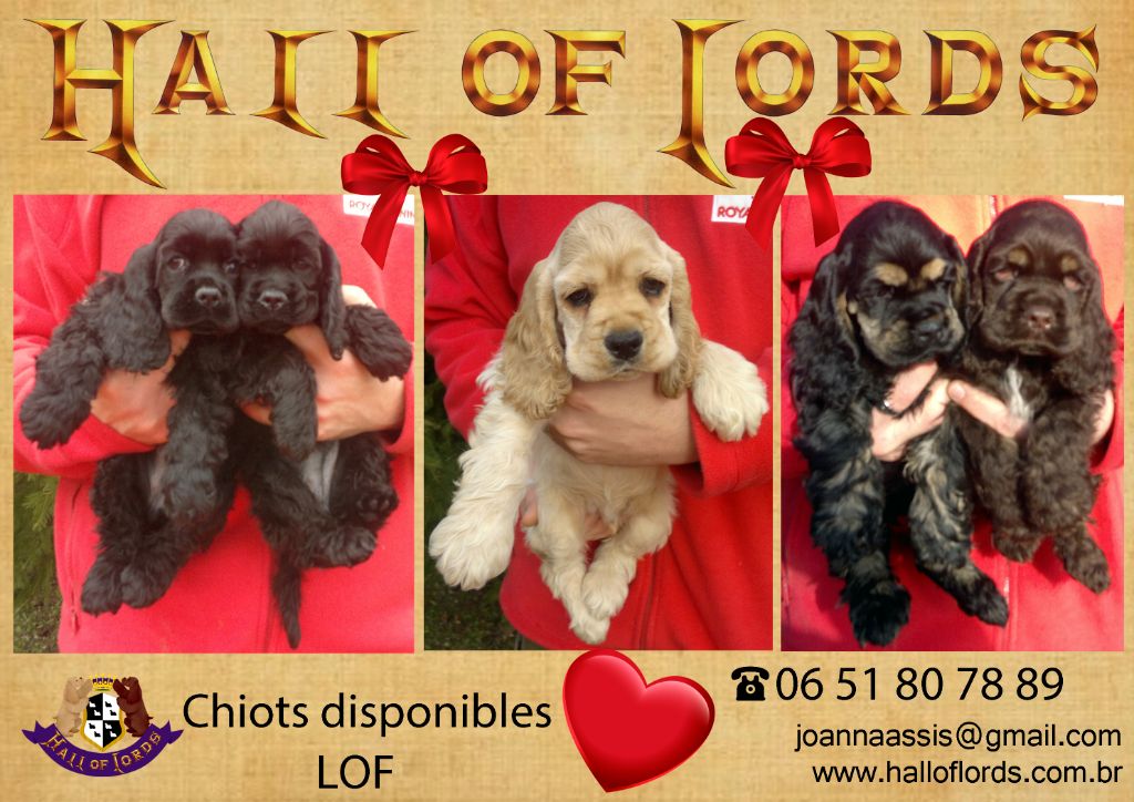 Hall Of Lords - Jolis Chiots Disonibles