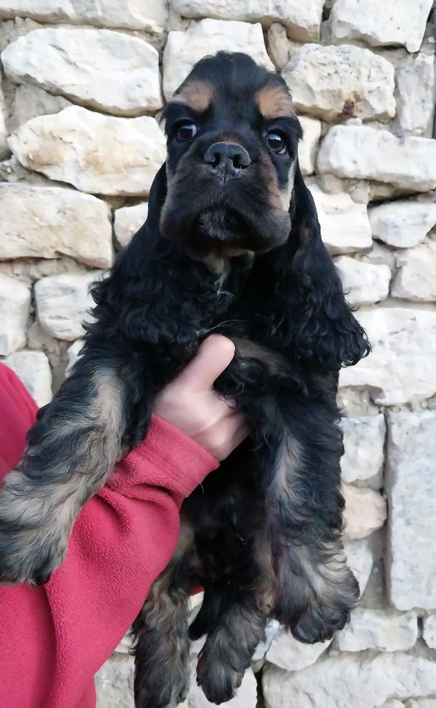Hall Of Lords - Chiots disponibles - American Cocker Spaniel