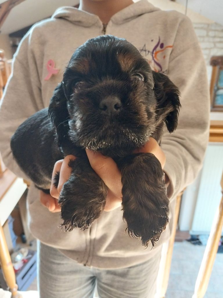 Hall Of Lords - Chiots disponibles - American Cocker Spaniel