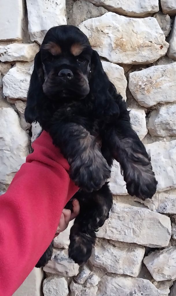 Hall Of Lords - Chiots disponibles - American Cocker Spaniel