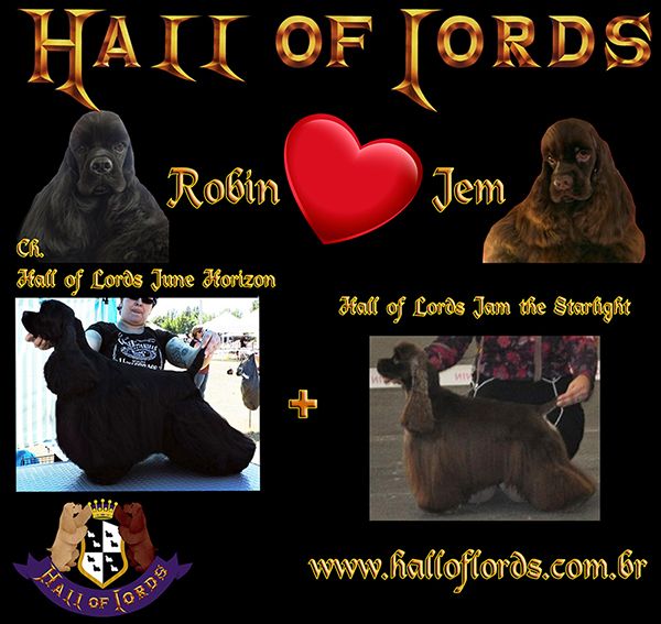 Hall Of Lords - American Cocker Spaniel - Portée née le 23/04/2018