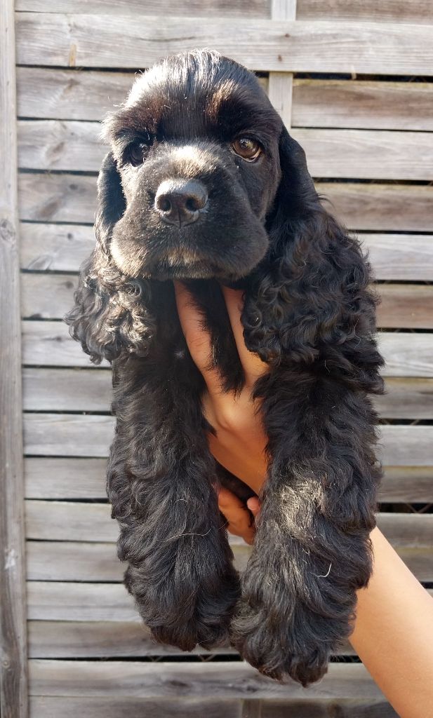Hall Of Lords - Chiots disponibles - American Cocker Spaniel