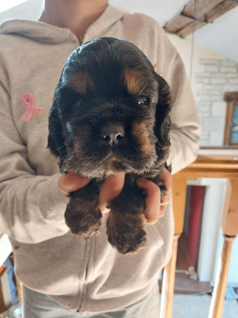 Hall Of Lords - Chiots disponibles - American Cocker Spaniel