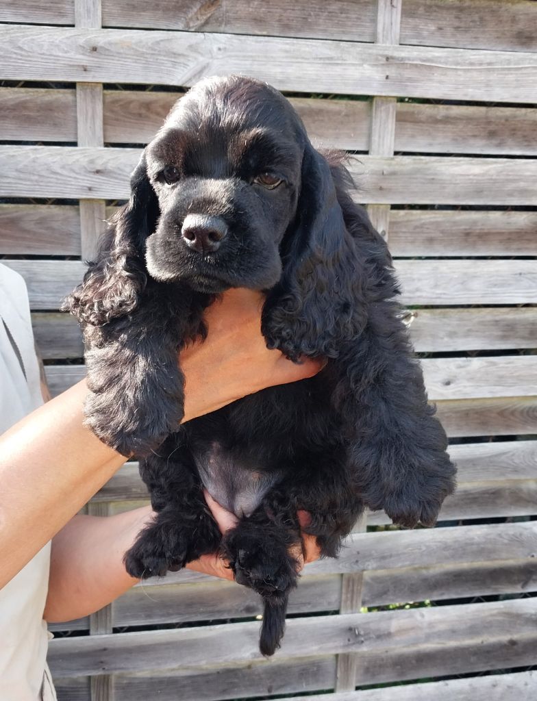 Hall Of Lords - Chiots disponibles - American Cocker Spaniel
