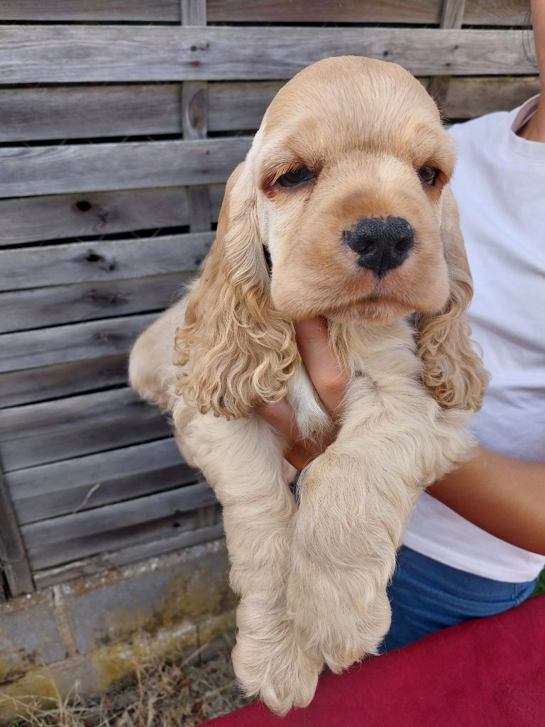 Hall Of Lords - Chiots disponibles - American Cocker Spaniel