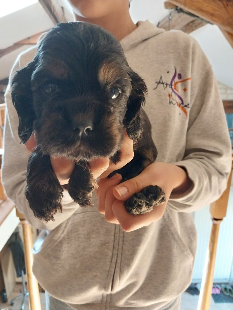 Hall Of Lords - Chiots disponibles - American Cocker Spaniel