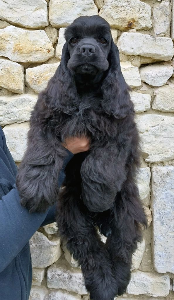 Hall Of Lords - Chiots disponibles - American Cocker Spaniel