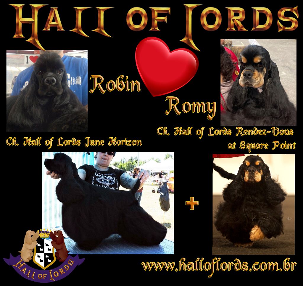 Hall Of Lords - American Cocker Spaniel - Portée née le 27/07/2023