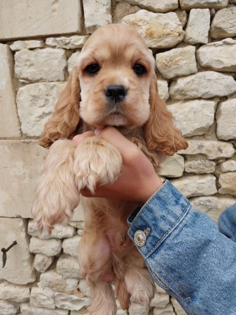 Hall Of Lords - Chiots disponibles - American Cocker Spaniel