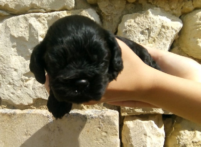 CHIOT