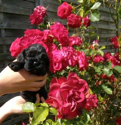 CHIOT
