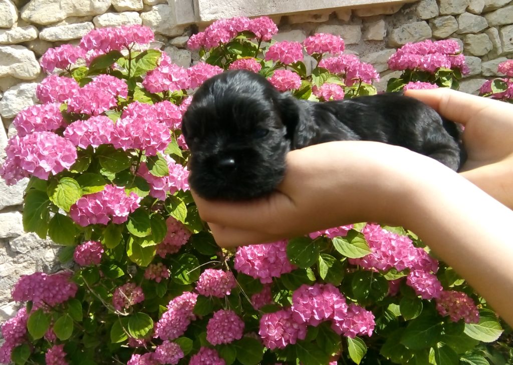 Hall Of Lords - Chiots disponibles - American Cocker Spaniel
