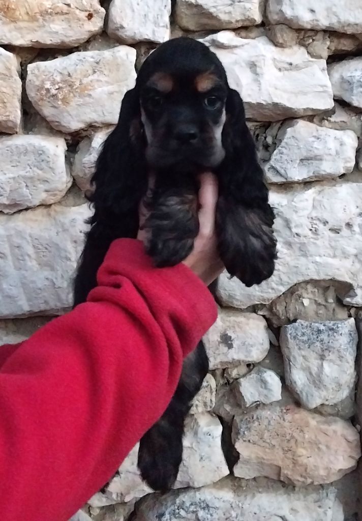 Hall Of Lords - Chiots disponibles - American Cocker Spaniel