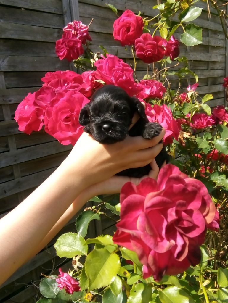 Hall Of Lords - Chiots disponibles - American Cocker Spaniel
