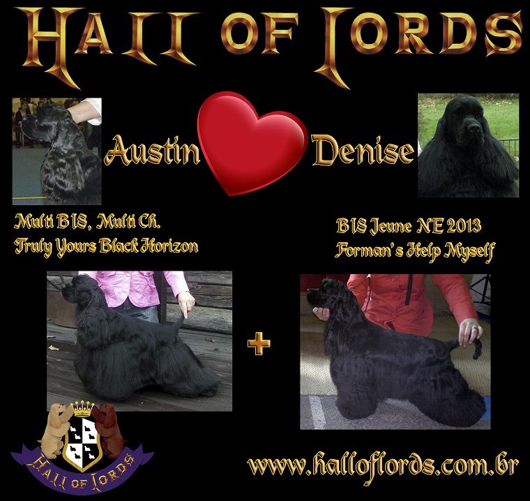 Hall Of Lords - American Cocker Spaniel - Portée née le 07/12/2014