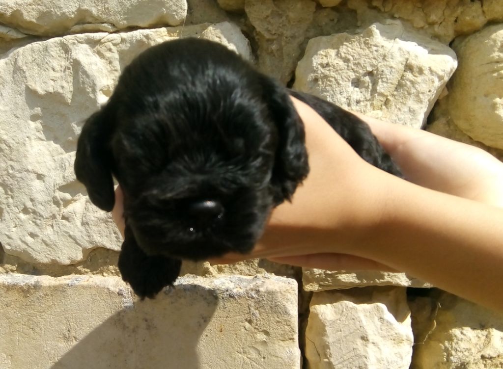 Hall Of Lords - Chiots disponibles - American Cocker Spaniel