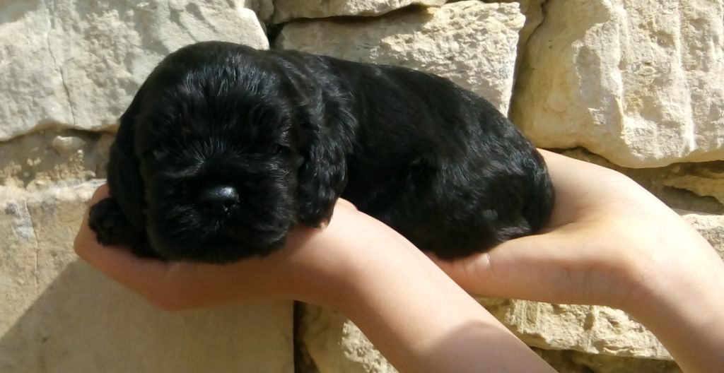 Hall Of Lords - Chiots disponibles - American Cocker Spaniel