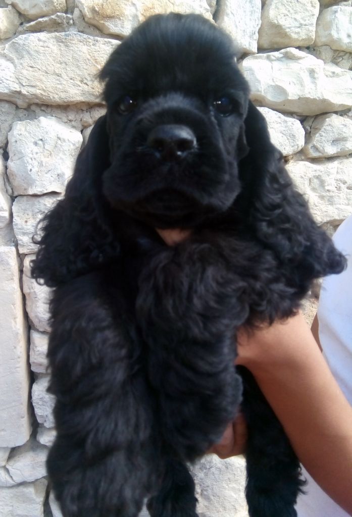 Hall Of Lords - Chiots disponibles - American Cocker Spaniel
