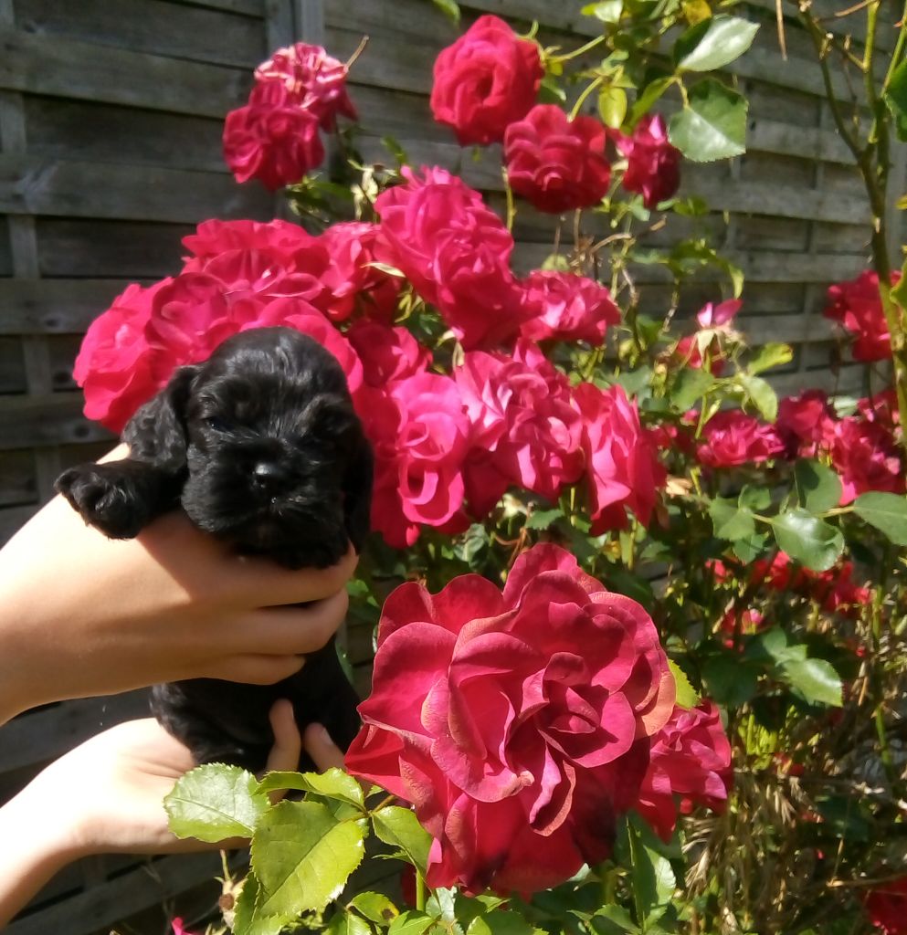 Hall Of Lords - Chiots disponibles - American Cocker Spaniel