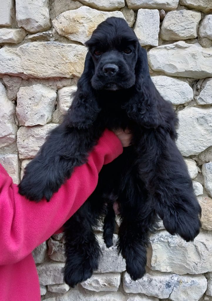 Hall Of Lords - Chiots disponibles - American Cocker Spaniel