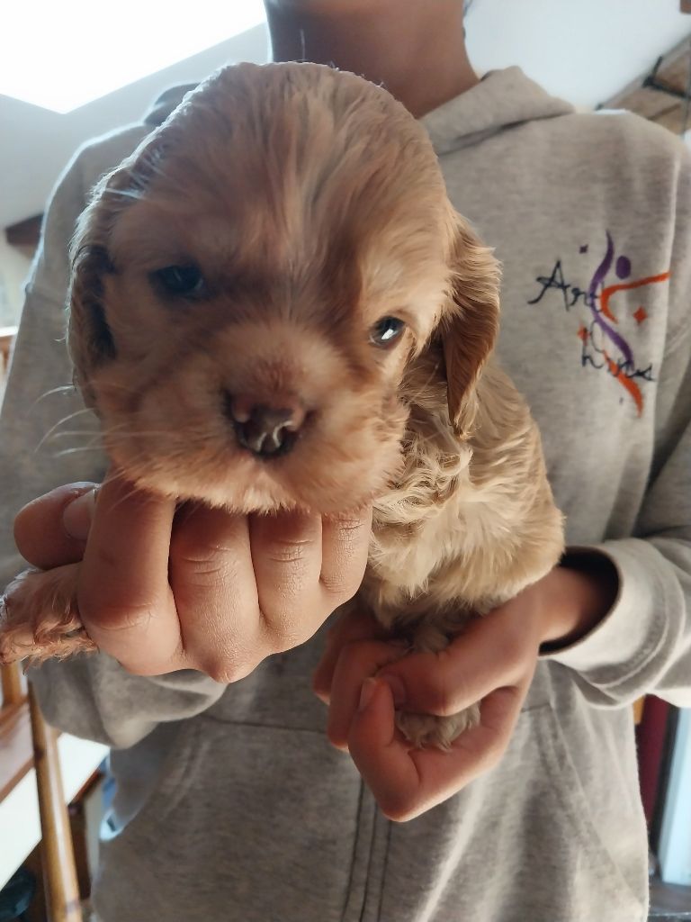 Hall Of Lords - Chiots disponibles - American Cocker Spaniel