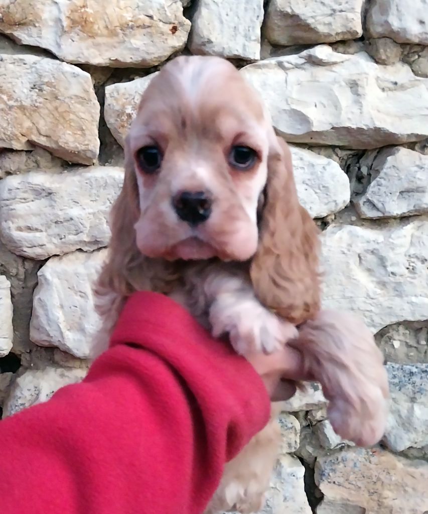 Hall Of Lords - Chiots disponibles - American Cocker Spaniel