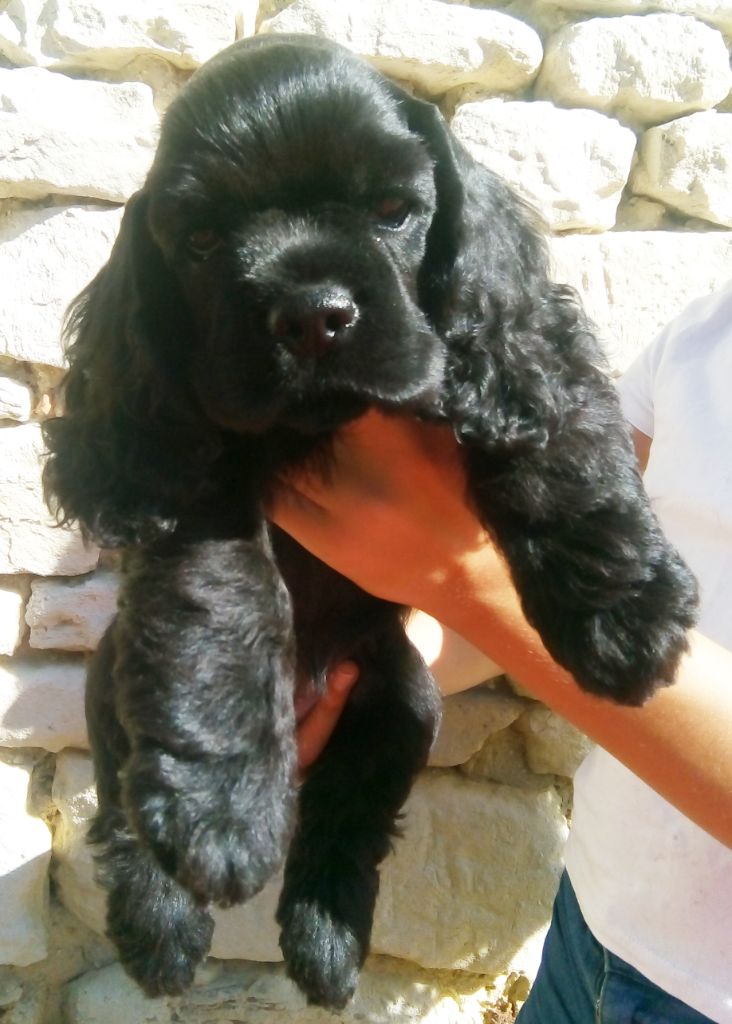 Hall Of Lords - Chiots disponibles - American Cocker Spaniel